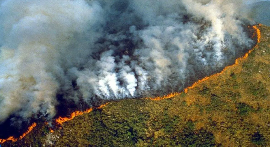 Incendios forestales: Se pierden más de S/ 711 millones en cultivos de cacao